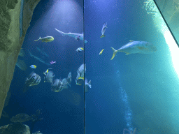 Sharks and other fishes at the fourth floor of the Haus des Meeres aquarium