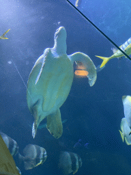Modern Sea Turtle and fishes at the fourth floor of the Haus des Meeres aquarium