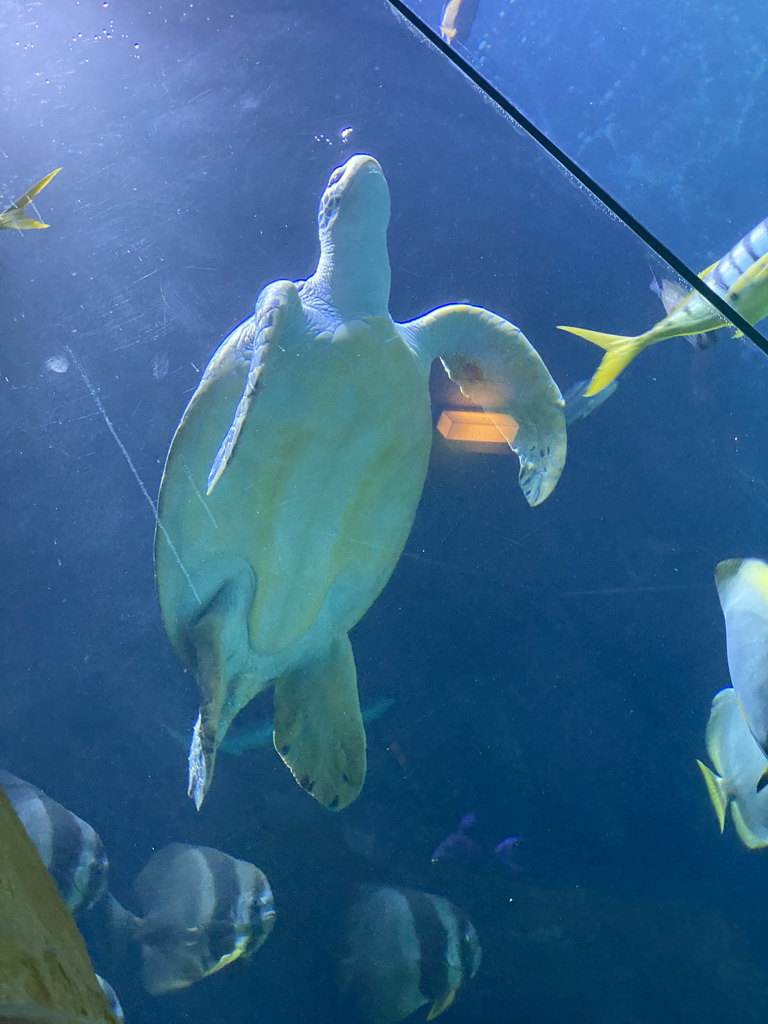Modern Sea Turtle and fishes at the fourth floor of the Haus des Meeres aquarium