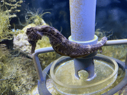 Seahorse at the fourth floor of the Haus des Meeres aquarium