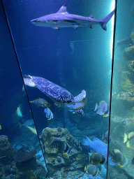 Modern Sea Turtle, Shark and other fishes at the Deep Sea Tank at the fourth floor of the Haus des Meeres aquarium