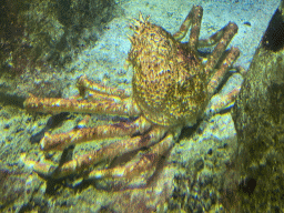 Spider Crab at the Deep Sea Tank at the fourth floor of the Haus des Meeres aquarium