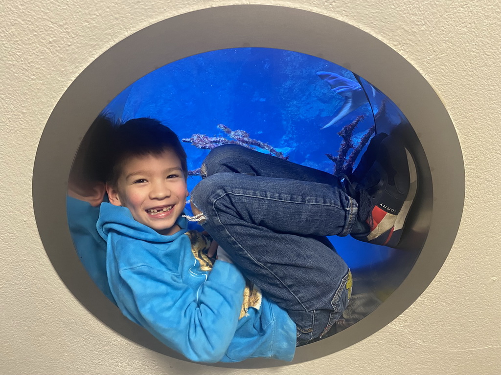 Max with coral and fish at the Caribbean Hammerhead Shark Tank at the tenth floor of the Haus des Meeres aquarium