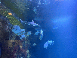 Shark and other fishes at the Caribbean Hammerhead Shark Tank at the tenth floor of the Haus des Meeres aquarium