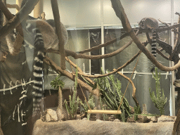 Ring-tailed Lemurs at the Madagascar Area at the upper ninth floor of the Haus des Meeres aquarium