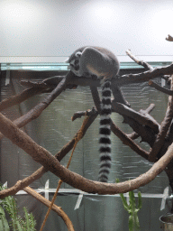Ring-tailed Lemur at the Madagascar Area at the upper ninth floor of the Haus des Meeres aquarium