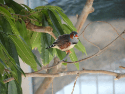 Bird at the Madagascar Area at the upper ninth floor of the Haus des Meeres aquarium