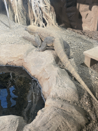 Komodo Dragon at the ninth floor of the Haus des Meeres aquarium