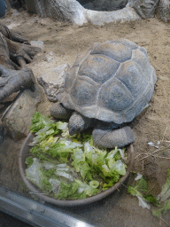 Tortoise eating at the ninth floor of the Haus des Meeres aquarium