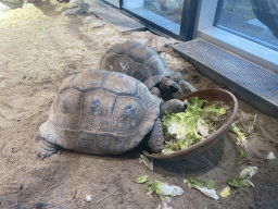 Tortoises eating at the ninth floor of the Haus des Meeres aquarium