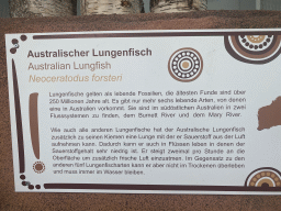 Explanation on the Australian Lungfish at the Australia Exhibition at the ninth floor of the Haus des Meeres aquarium