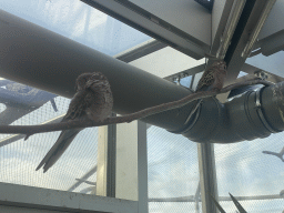 Birds at the Australia Exhibition at the ninth floor of the Haus des Meeres aquarium