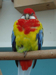 Parrot at the Australia Exhibition at the ninth floor of the Haus des Meeres aquarium