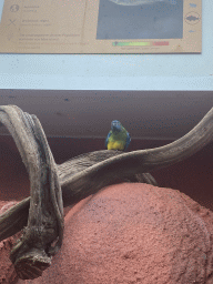 Parrot at the Australia Exhibition at the ninth floor of the Haus des Meeres aquarium