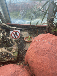 Parakeet eating at the Australia Exhibition at the ninth floor of the Haus des Meeres aquarium
