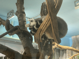 Ring-tailed Lemur at the Madagascar Area at the upper ninth floor of the Haus des Meeres aquarium