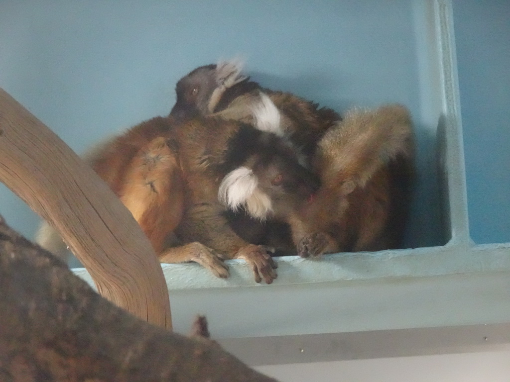 Red Ruffed Lemurs at the Madagascar Area at the upper ninth floor of the Haus des Meeres aquarium