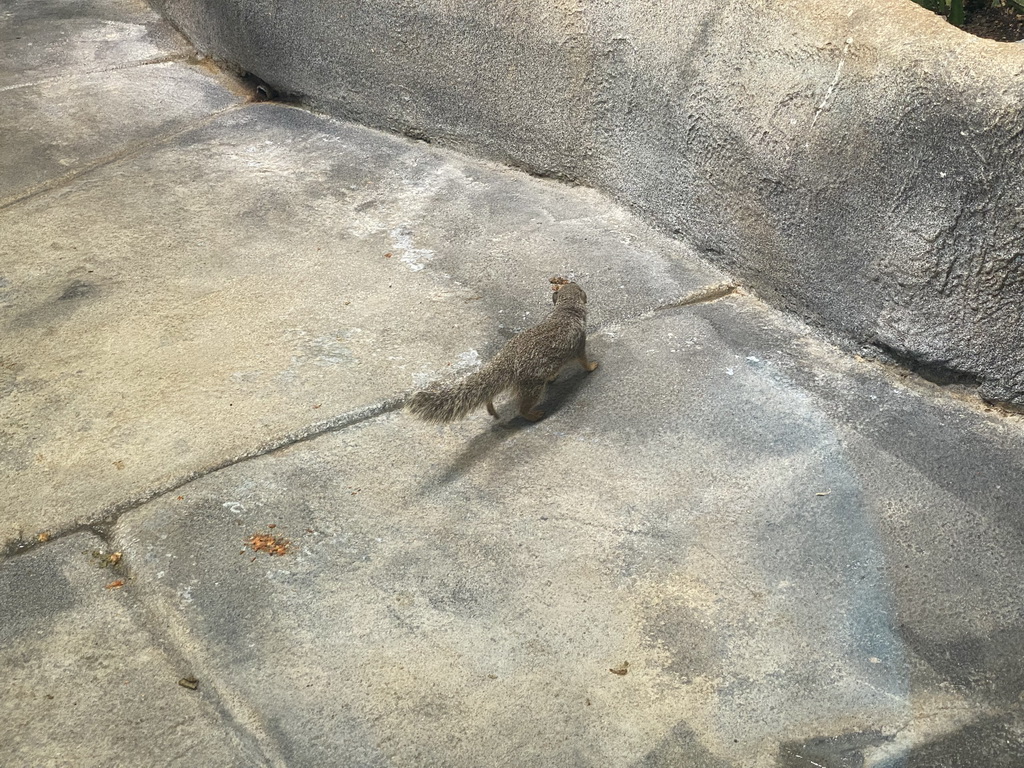 Banded Mongoose at the Madagascar Area at the upper ninth floor of the Haus des Meeres aquarium