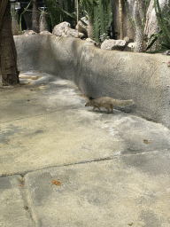 Banded Mongoose at the Madagascar Area at the upper ninth floor of the Haus des Meeres aquarium