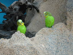 Parrots at the Australia Exhibition at the ninth floor of the Haus des Meeres aquarium