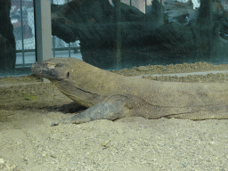 Komodo Dragon at the ninth floor of the Haus des Meeres aquarium