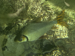 Fish at the Amazon Jungle Passage at the ninth floor of the Haus des Meeres aquarium