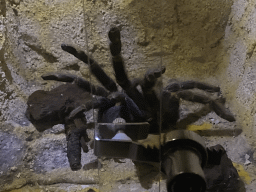 Tarantula at the Dripstone Cave at the eighth floor of the Haus des Meeres aquarium