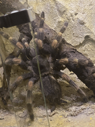 Tarantula at the Dripstone Cave at the eighth floor of the Haus des Meeres aquarium
