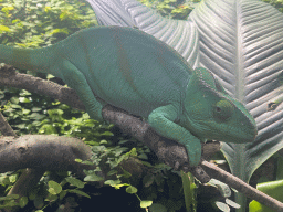 Chameleon at the eighth floor of the Haus des Meeres aquarium