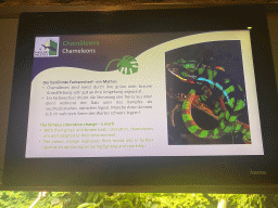 Explanation on the Chameleon at the eighth floor of the Haus des Meeres aquarium