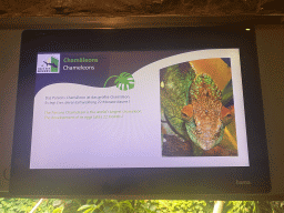 Explanation on the Parson`s Chameleon at the eighth floor of the Haus des Meeres aquarium