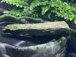 Lizard at the seventh floor of the Haus des Meeres aquarium