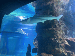 Sharks at the 360° Shark Tank at the seventh floor of the Haus des Meeres aquarium