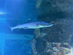 Shark at the 360° Shark Tank at the seventh floor of the Haus des Meeres aquarium