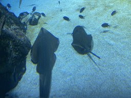 Shark, Stingray and other fishes at the 360° Shark Tank at the seventh floor of the Haus des Meeres aquarium