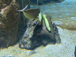 Fish eating cucumber at the 360° Shark Tank at the seventh floor of the Haus des Meeres aquarium