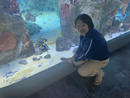 Miaomiao with fishes eating cucumber at the 360° Shark Tank at the seventh floor of the Haus des Meeres aquarium