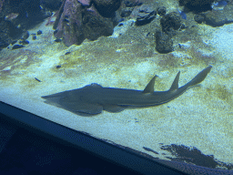 Shark and other fishes at the 360° Shark Tank at the seventh floor of the Haus des Meeres aquarium