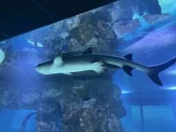 Shark and other fishes at the 360° Shark Tank at the seventh floor of the Haus des Meeres aquarium