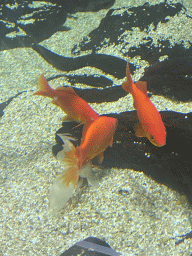 Goldfishes at the sixth floor of the Haus des Meeres aquarium