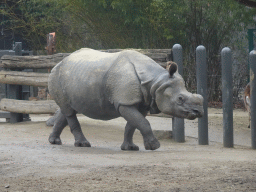 Indian Rhinoceros and Blackbucks at the Schönbrunn Zoo