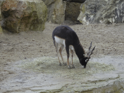 Blackbuck at the Schönbrunn Zoo