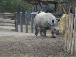 Indian Rhinoceros and Blackbucks at the Schönbrunn Zoo