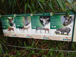 Explanation on the Indochinese Sika Deer, Blackbuck, Nilgai and Indian Rhinoceros at the Schönbrunn Zoo