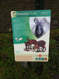 Explanation on the Himalayan Tahr at the Schönbrunn Zoo