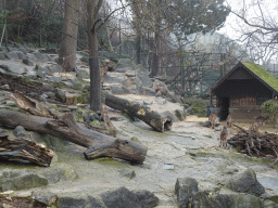 Himalayan Tahrs at the Schönbrunn Zoo