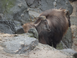 Himalayan Tahrs at the Schönbrunn Zoo