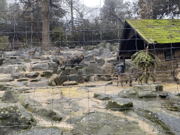 Himalayan Tahrs at the Schönbrunn Zoo