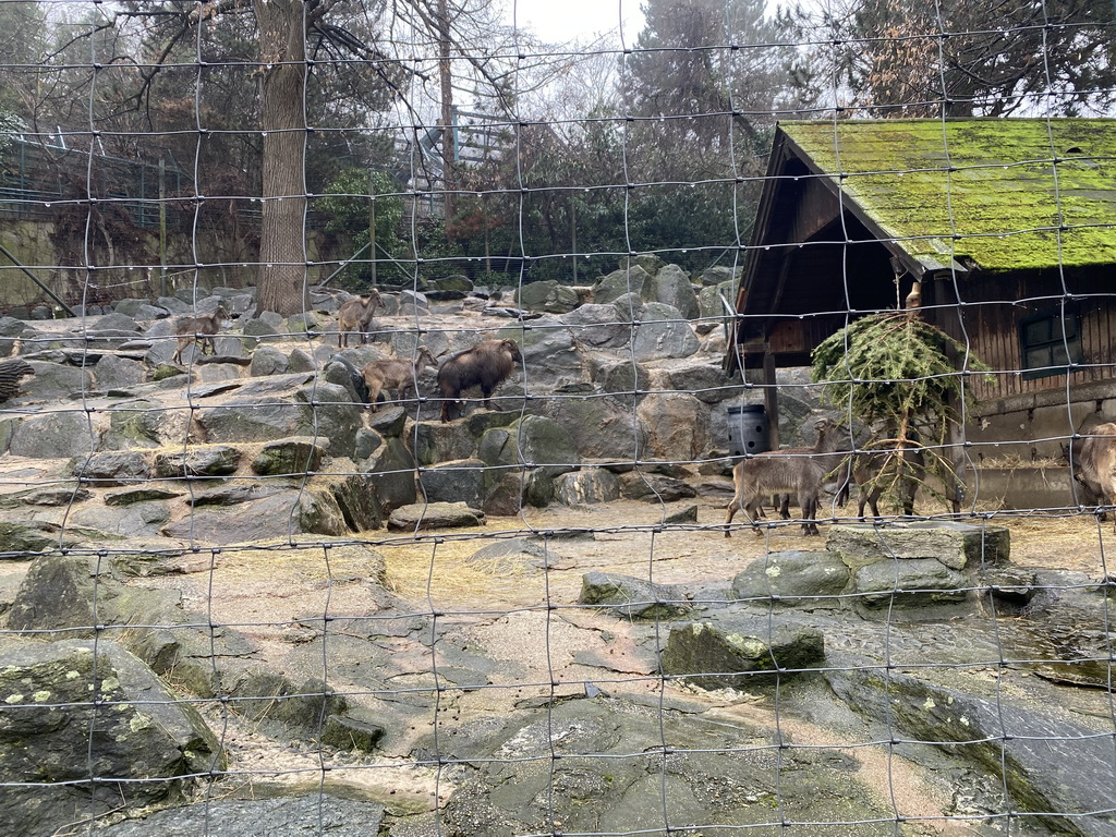 Himalayan Tahrs at the Schönbrunn Zoo