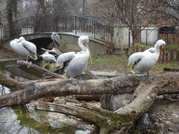 Dalmatian Pelicans and Grey Heron at the Schönbrunn Zoo